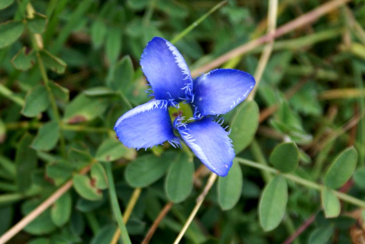 Gentianopsis ciliata / Genziana sfrangiata